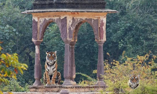 Rajasthan Tour Package - 7 Days